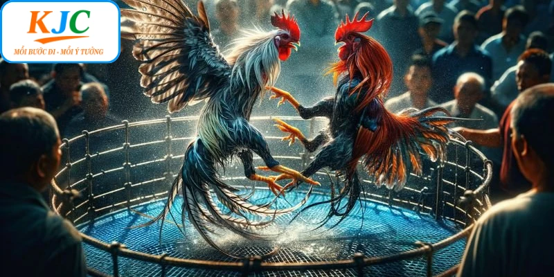 KJC mang đến trải nghiệm xem đá gà Thomo tiện lợi